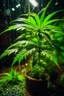 Placeholder: Weed plant , It grows on a rainy night