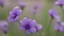 Placeholder: Small purple flowers, close-up, 4K,