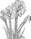 Placeholder: real massive Gladiolus flower coloring page