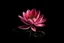 Placeholder: Draw a pink waterlily in black background