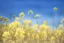 Placeholder: bottom is detailed canola with green stems and branches, top is sky, photography,