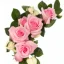 Placeholder: Pink roses, crisp detail, photograph