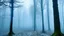 Placeholder: A cyan forest covered in thick fog designed in German folk art