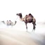 Placeholder: The Case of the Mysterious Glittering Camel at Night :: as Written by Sir Arthur Conan Doyle, Surreal, Dark, Mist. Desert, Spooky Colors, Cinematic Effects