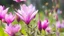 Placeholder: ethereal world of flowers