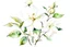 Placeholder: Jasmine flower collage in faux watercolor style, white background - 09:16