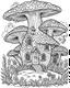 Placeholder: mushroom house ,beautiful forest, no cooler, line art, adult book pages