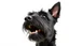 Placeholder: side-front of head nose, mouth with teeth, ears and eyes of a black Scottish terrier coming up from the side-bottom, mouth open biting, white background