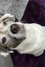 Placeholder: Frank the Canine; Baroque; Oil Painting