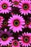 Placeholder: A surreal geometrical interpretation of Pink Gerber Daisies; Dynamic Cubism