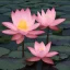 Placeholder: beautiful lotus