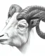 Placeholder: head of a goat drawn in pencil