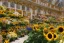 Placeholder: Schönbrunn Vienna, flower store with sunflowers