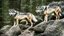 Placeholder: wolves on a large rock in the forest