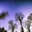 Placeholder: trees against a stary sky