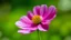 Placeholder: Single pink Cosmo flower with blurred background