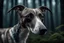 Placeholder: Greyhound Dog in the dark forest, Miki Asai Macro photography, close-up, hyper detailed, trending on artstation, sharp focus, studio photo, intricate details, highly detailed, by xanuth