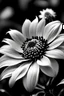 Placeholder: black and with picture of beautiful flower