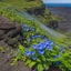 Placeholder: a cliff on the galapagos island, there are pretty blue and white morning glory vines with flowers grown up