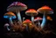 Placeholder: colorful mushrooms with glowing gills in rembrandt lighting on dark background