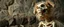 Placeholder: close up on fluffy laughing dog skeleton in a heretic place shaking