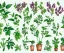 Placeholder: vector plants and herb set illustration. watercolor