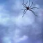 Placeholder: Giant transparent ethereal starry spider, realistic