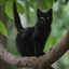 Placeholder: Um gato preto peludo, canon eos lens