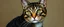 Placeholder: Portrait of a cat by Van Gogh