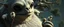 Placeholder: close up on member of jazz giant polar alien sloth gremlin sheep flock climbing trees