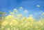 Placeholder: bottom half canola plants detailed, top half sky