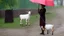 Placeholder: Goat holding an umbrella but no rain