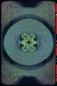 Placeholder: morphic resonance; neo-surrealistic optical art