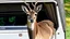 Placeholder: deer smirking at the budget moving van during cross country moving fiasco