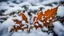 Placeholder: Frozen landscape, snow and ice on a leaf