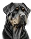 Placeholder: Portrait von Rottweiler als Kupferstich