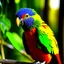 Placeholder: Rainbow Lorikeet