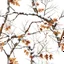 Placeholder: detailed Real Tree Camouflage made of sticks, twigs, tree bark, dried maple leaves, pine branches, snow and dirt, white background, seamless repeatable texture pattern imitating a natural forest background, add details