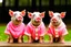 Placeholder: three pigs well dress standing up