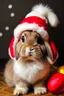 Placeholder: Rabbit mini lop with chrismast hat