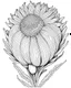 Placeholder: real massive Protea flower coloring page