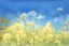 Placeholder: bottom half canola plants detailed, top half sky, watercolor illustration