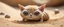Placeholder: snail alien gremlin sand cat in burrow