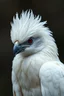 Placeholder: albino raven, soft, sweet, Red eyes