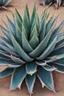 Placeholder: Varigated agave