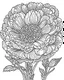 Placeholder: real massive Ranunculus flower coloring page