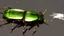 Placeholder: 10-legged beetle with large antennas