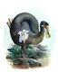 Placeholder: John James Audubon-like illustration of a fully uncropped Dodo bird and a Platypus in a landscape of warm yellows, warm reds, and warm blues