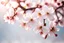 Placeholder: fantastic light pin white background with four bunches of cherry blossoms on blurred background