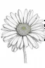 Placeholder: daisy flower drawing all white on a white background